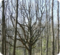 arbre1
