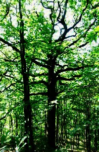 arbre