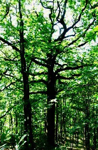 arbre